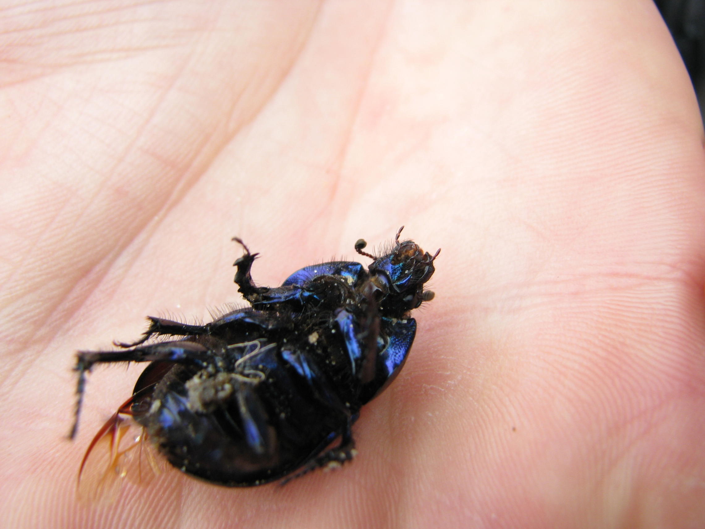 coleottero da determinare: Geotrupes cf spiniger